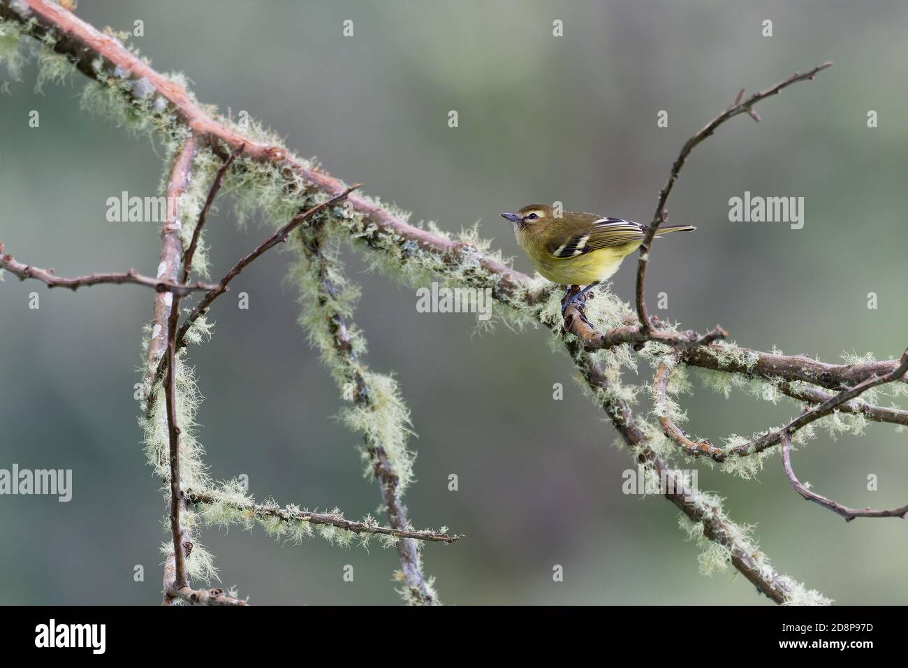 Yellow-winged Vireo - Vireo carmioli small passerine bird. It is endemic to the highlands of Costa Rica and western Panama. Stock Photo