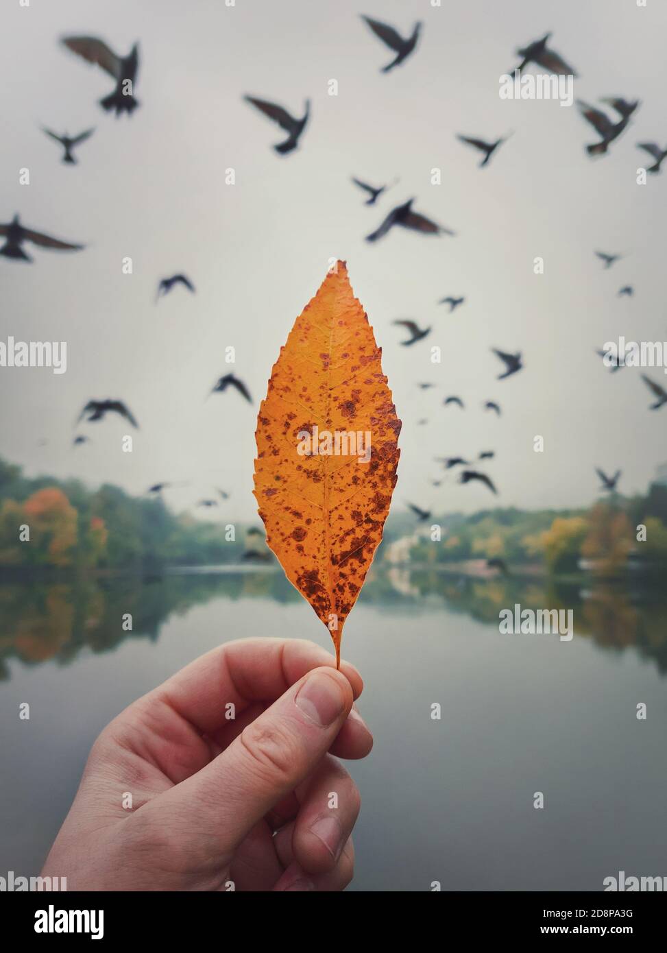 Male hand holding a yellow leaf against the cloudy sky with a flock of flying migratory birds. Autumn mood concept, lifestyle background. Colorful fal Stock Photo