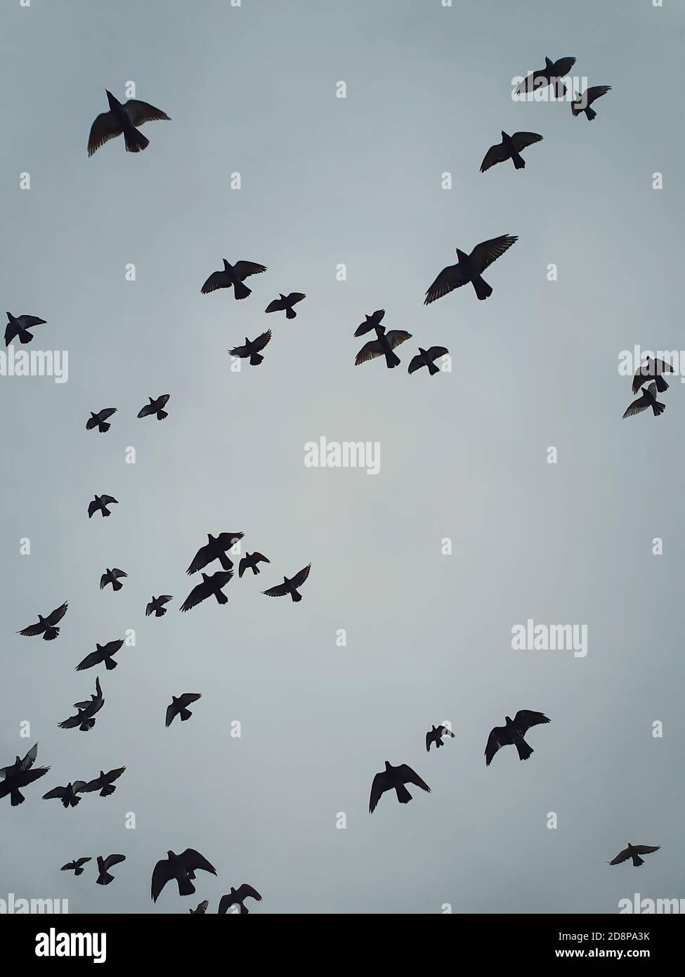 Flock of migratory birds flying over head against the cloudy autumn sky background. Birds silhouettes, nature wildlife. Fall season scene Stock Photo