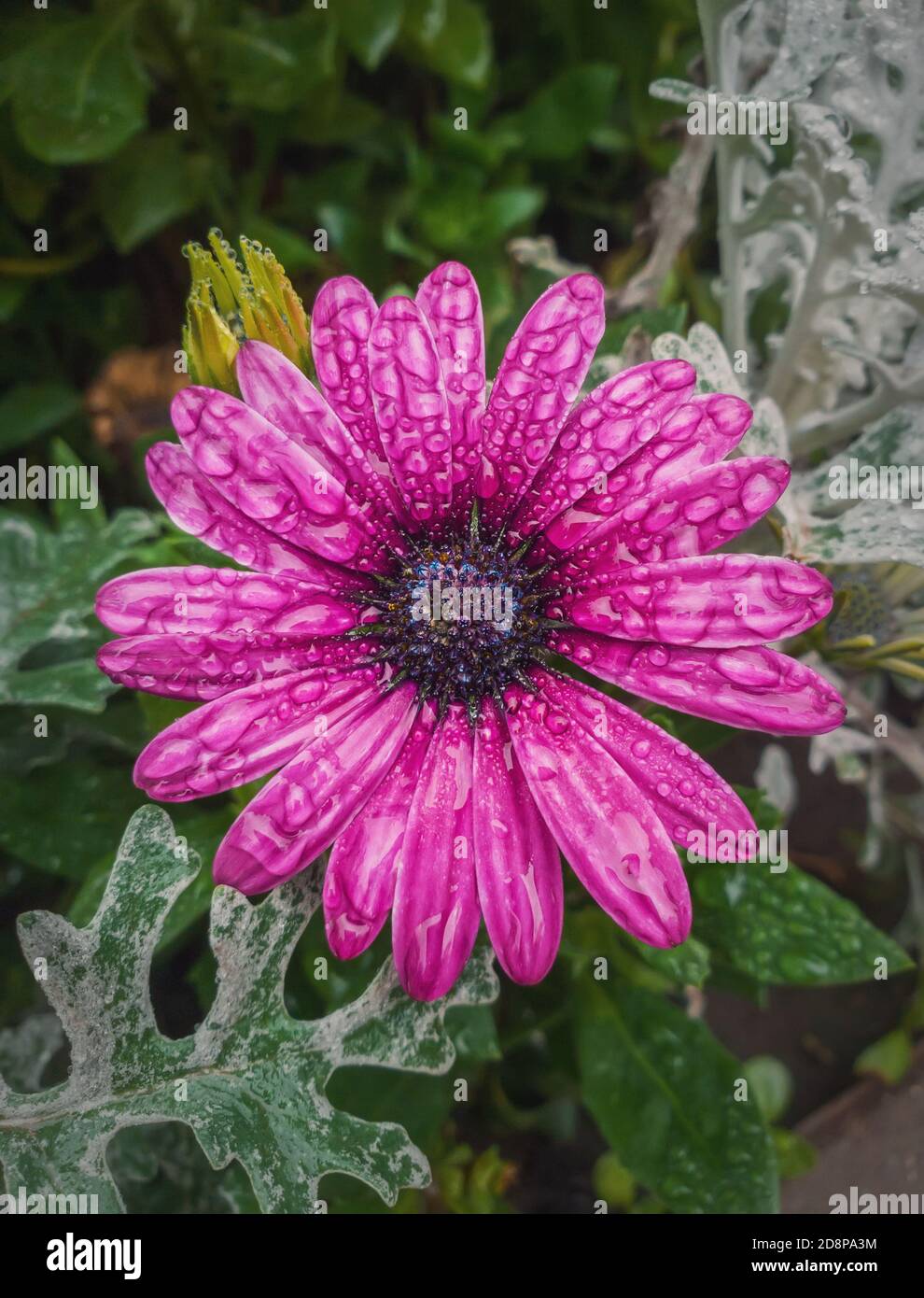 Close up of blooming purple aster with dew drops on the petals. Beautiful autumn flower wet after rain. Natural magenta color blossom in the garden, g Stock Photo