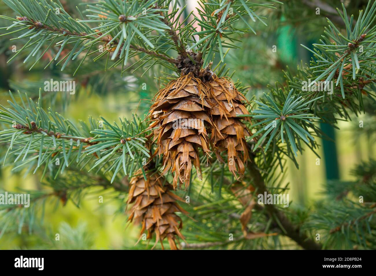 Douglas fir cones hires stock photography and images Alamy