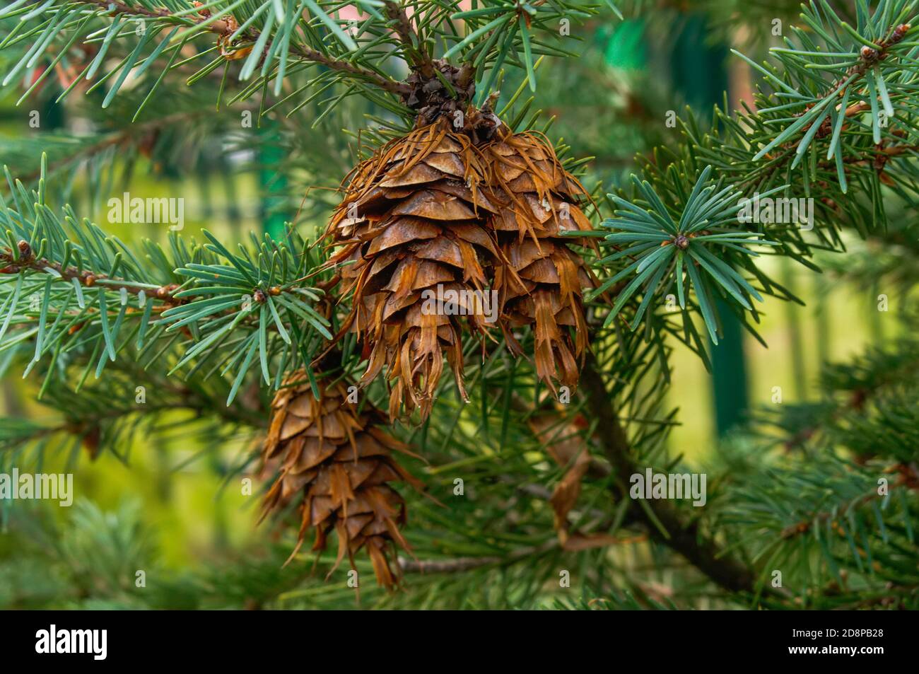 Douglas fir, pseudotsuga menziesii, coniferous tree, cones on branches Stock Photo