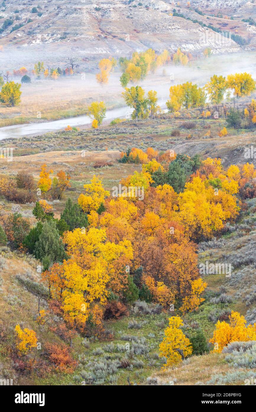 Fog over Little Missouri River valley, Autumn Ash trees, Theodore Roosevelt NP, N Dakota, USA, by Dominique Braud/Dembinsky Photo Assoc Stock Photo