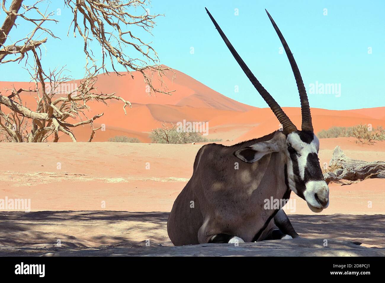 A Lone Gemsbok Or South African Oryx Oryx Gazella In The Desert 