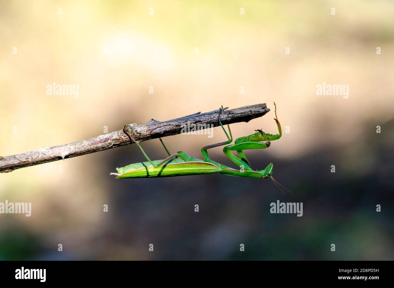 green praying mantis on a stick Stock Photo