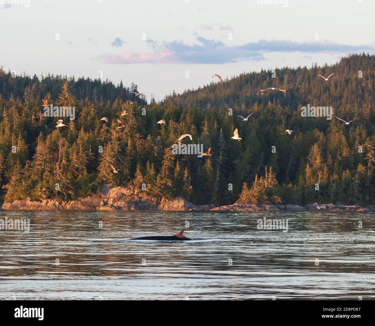 Humpback whale tail birds hi-res stock photography and images - Alamy