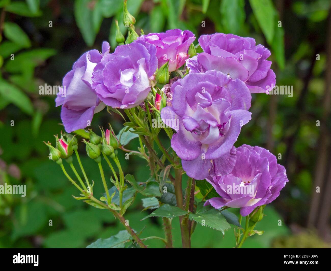 Beautiful Rhapsody in Blue rose flowers and buds in a garden Stock Photo -  Alamy