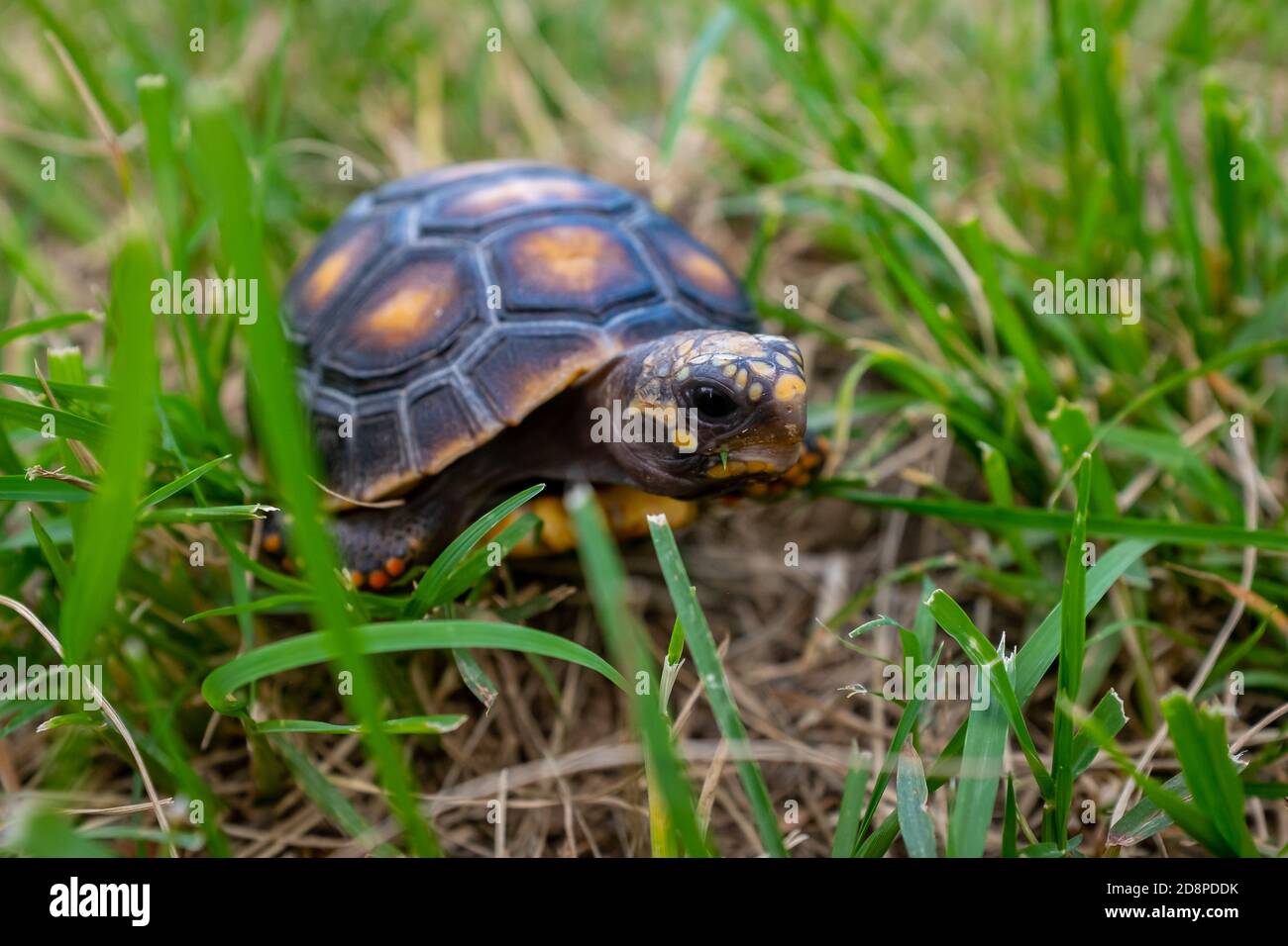 Red-Footed Tortoise (Chelonoidis Carbonarius Stock Photo - Alamy