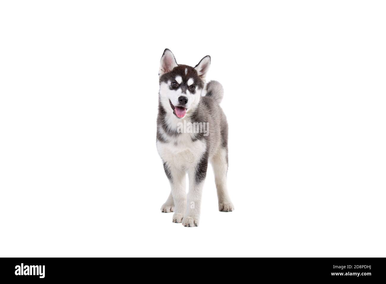 white siberian husky puppy wallpaper