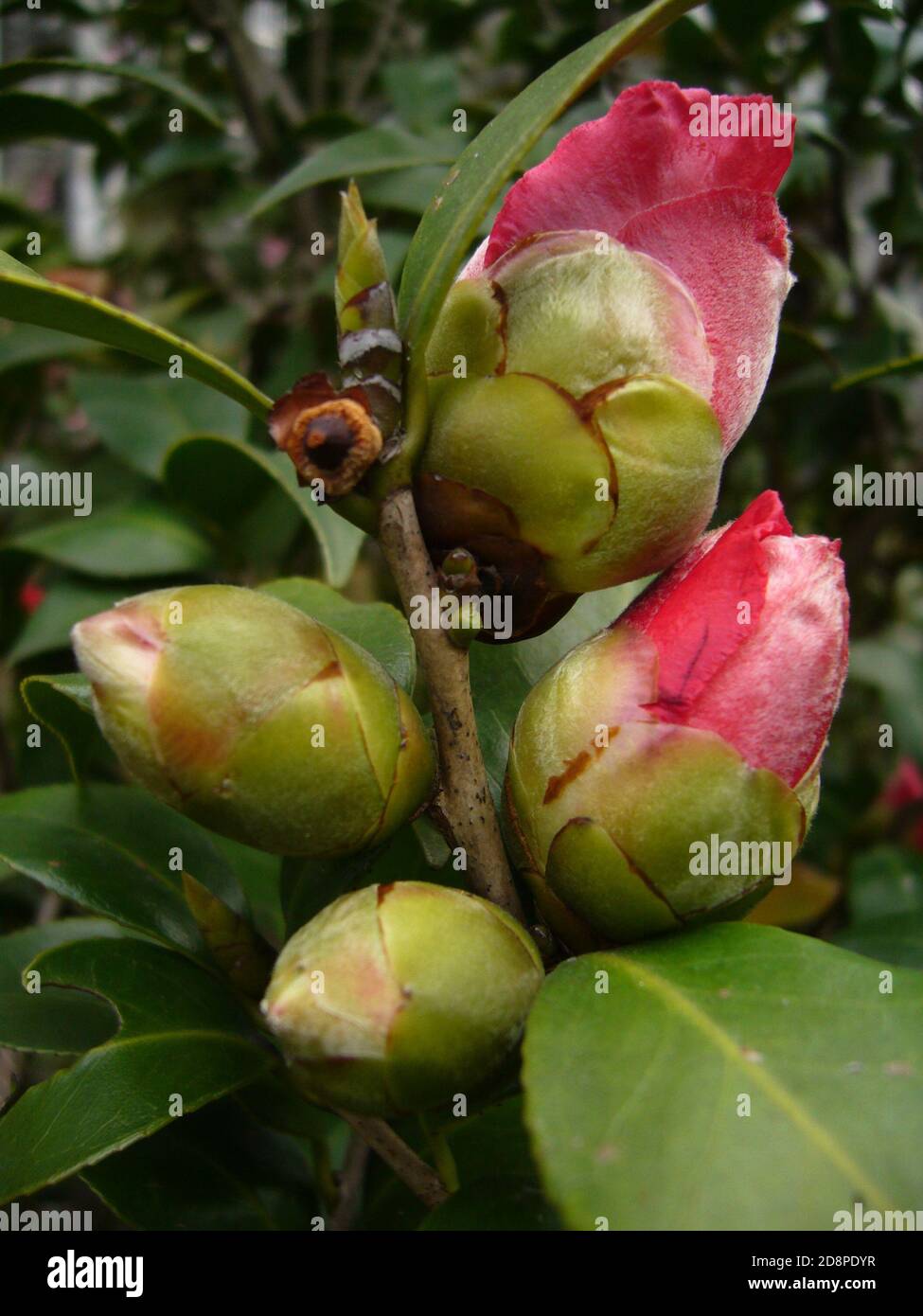 Buds of camellia hires stock photography and images Alamy