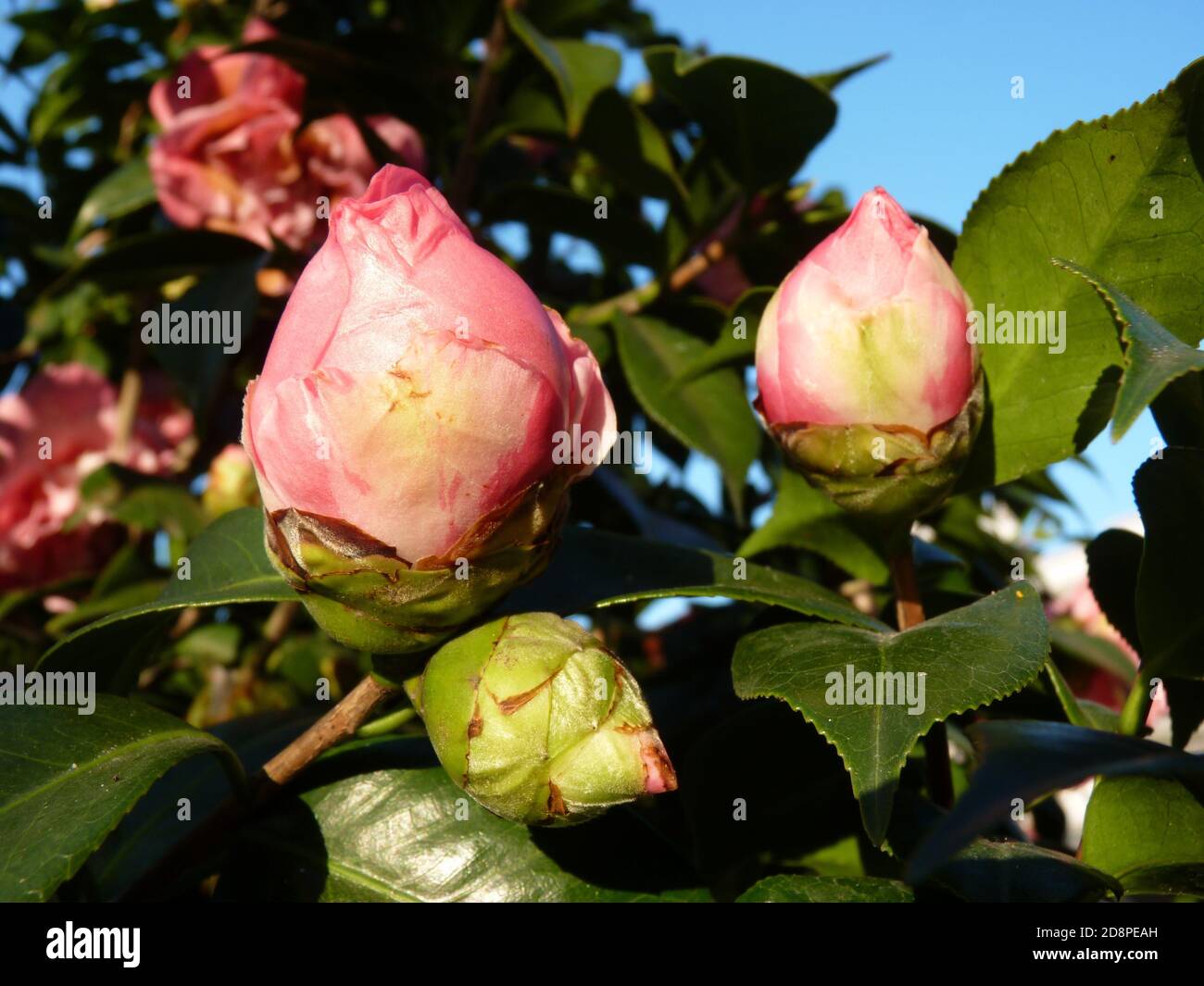 Buds of camellia hires stock photography and images Alamy