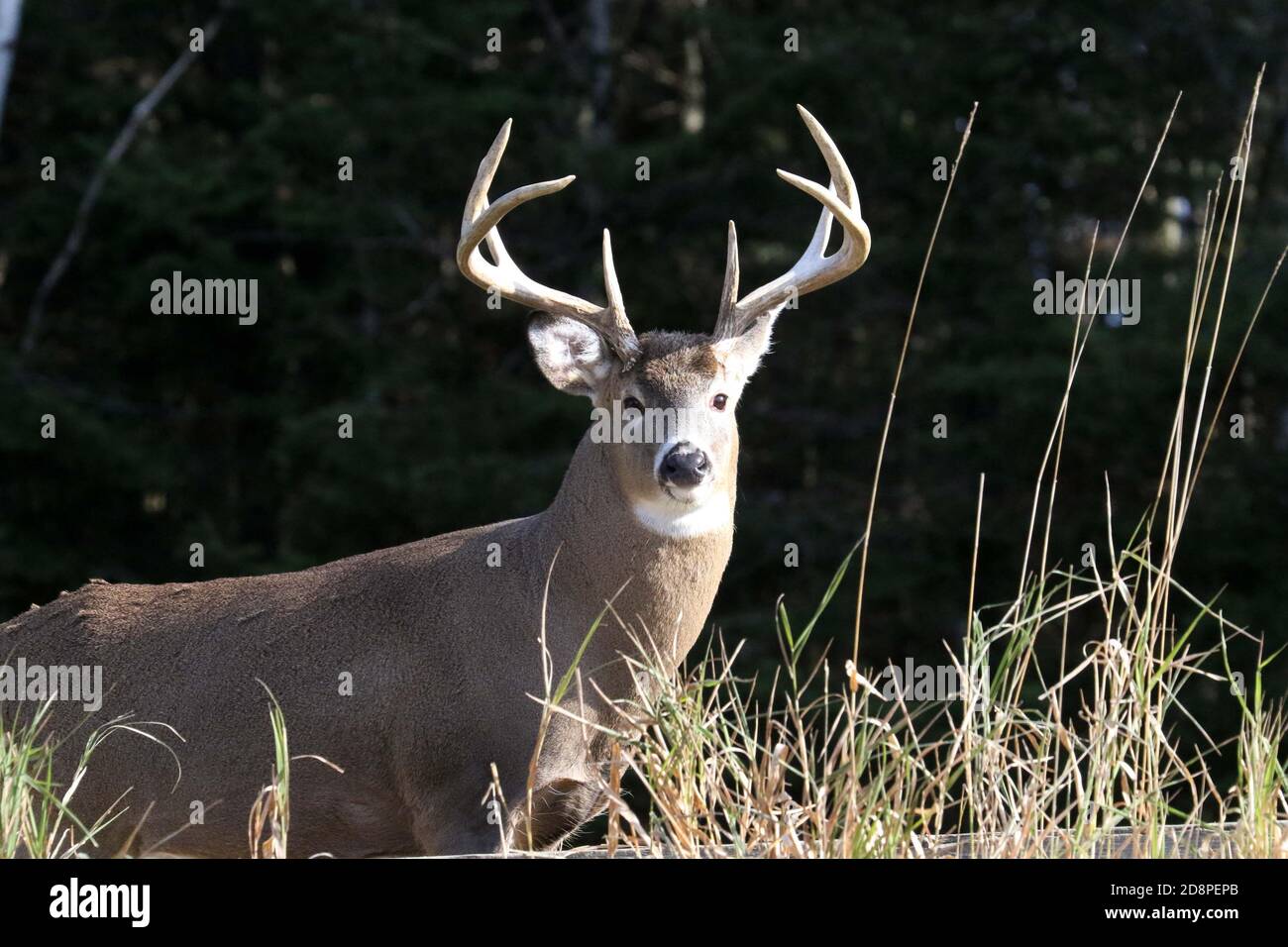 White Tailed deer, bucks or does or fawns Stock Photo