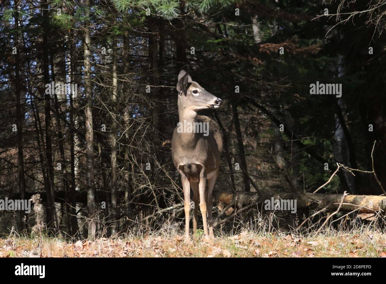 White Tailed deer, bucks or does or fawns Stock Photo