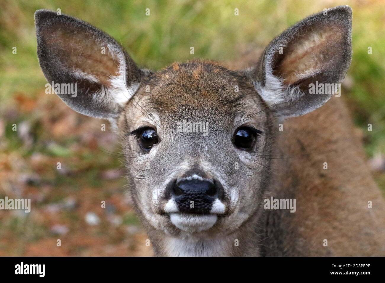 White Tailed deer, bucks or does or fawns Stock Photo