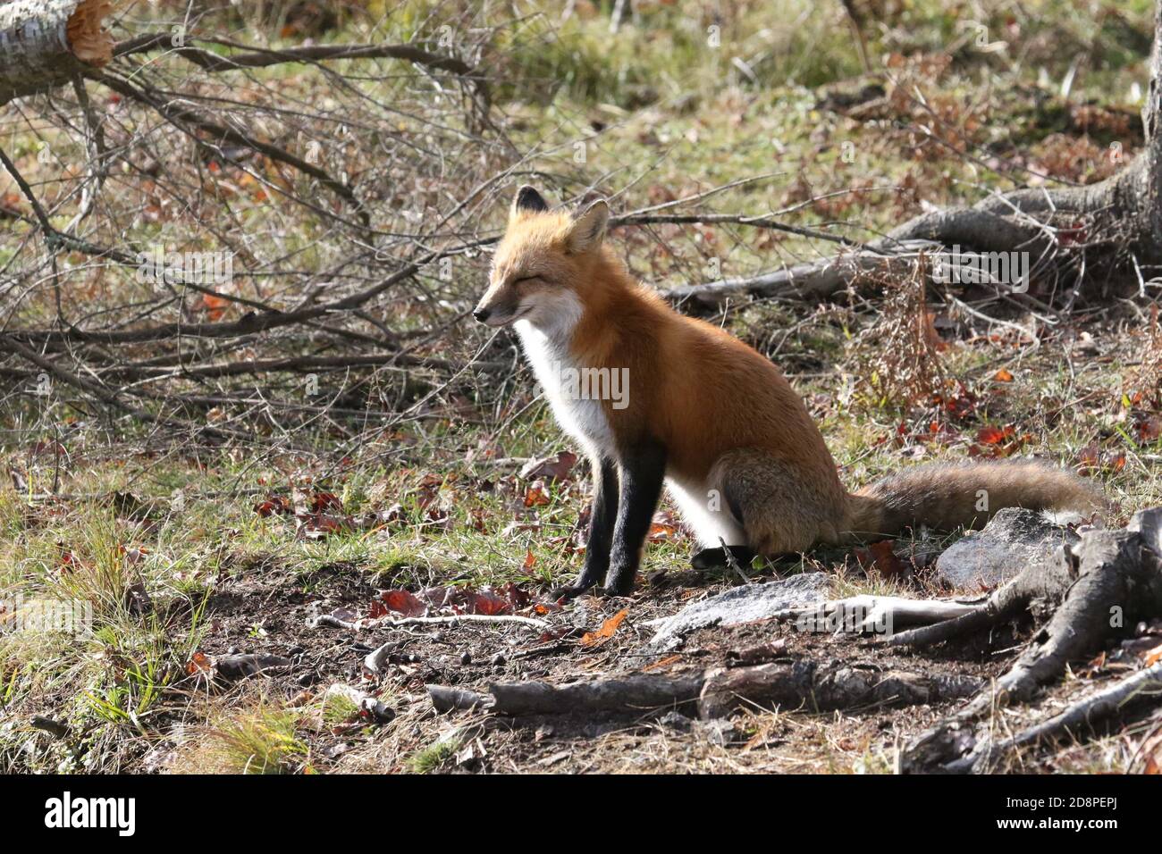Red fox in woods Stock Photo Alamy