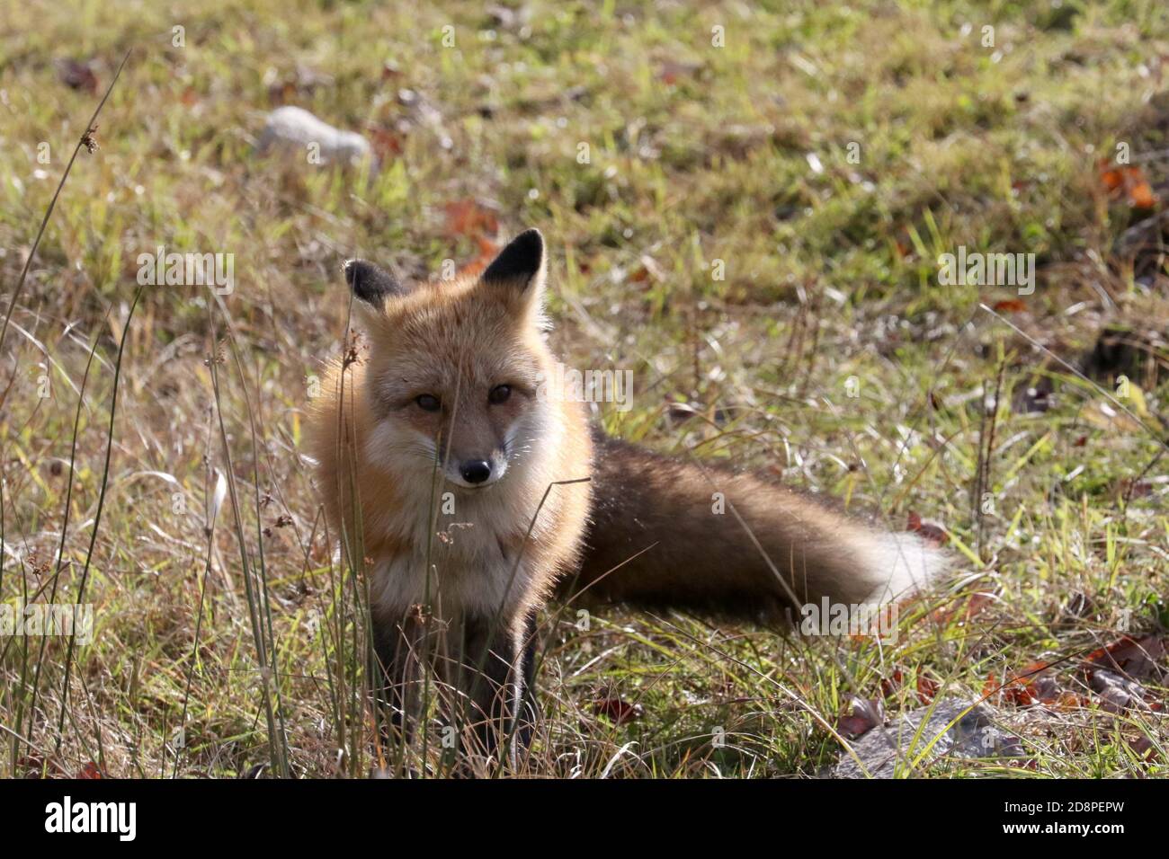 Red fox in woods Stock Photo Alamy