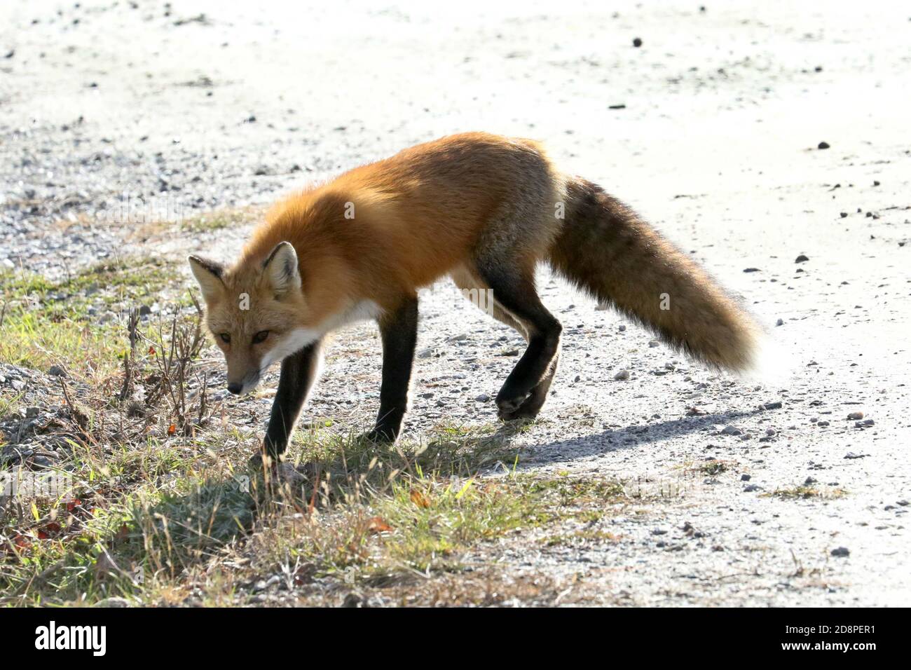 Red fox in woods Stock Photo Alamy