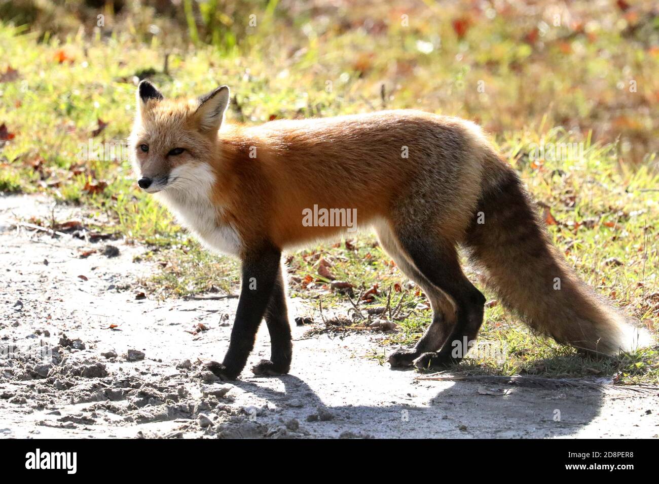 Red fox in woods Stock Photo Alamy
