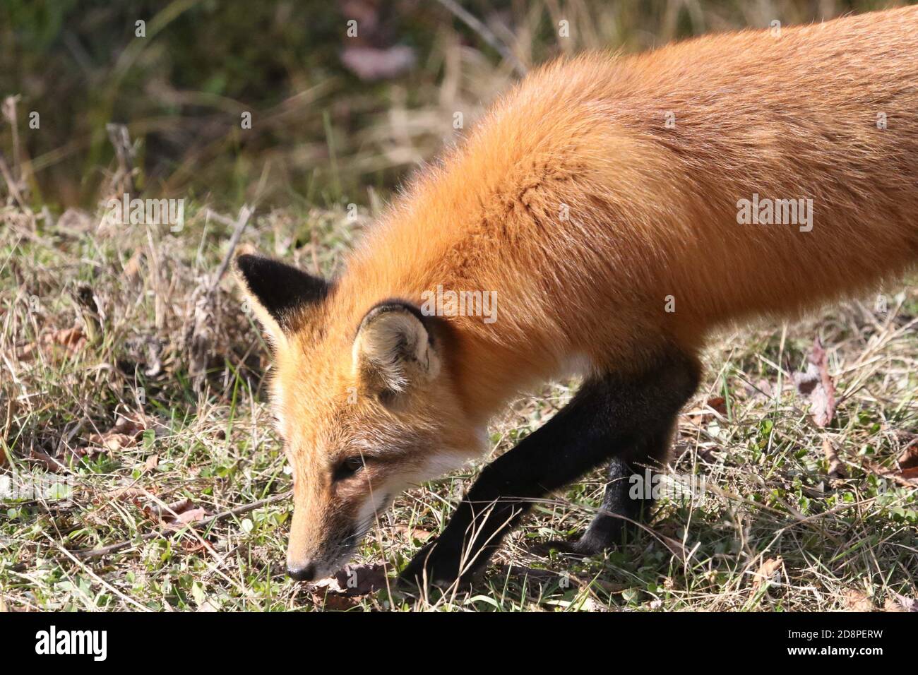 Red fox in woods Stock Photo Alamy