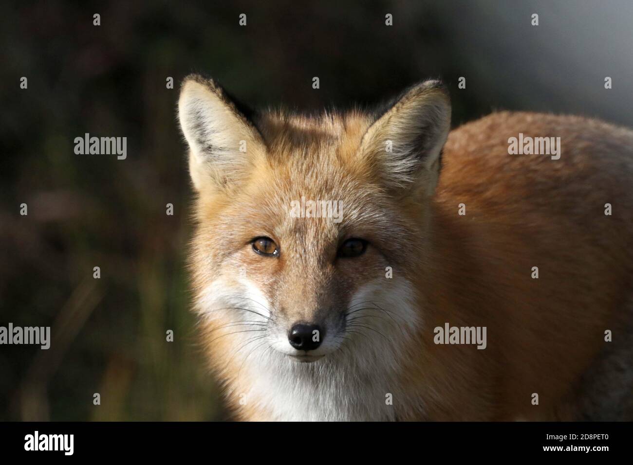 Red fox in woods Stock Photo Alamy
