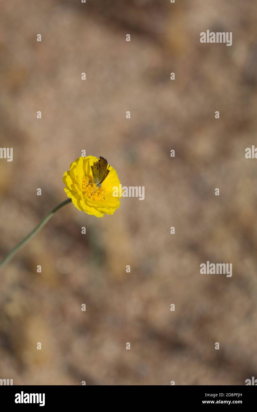 Yellow inflorescences, Leafstalk Marigold, Baileya Pleniradiata, Asteraceae, native perennial, Joshua Tree National Park, South Mojave Desert, Summer. Stock Photo