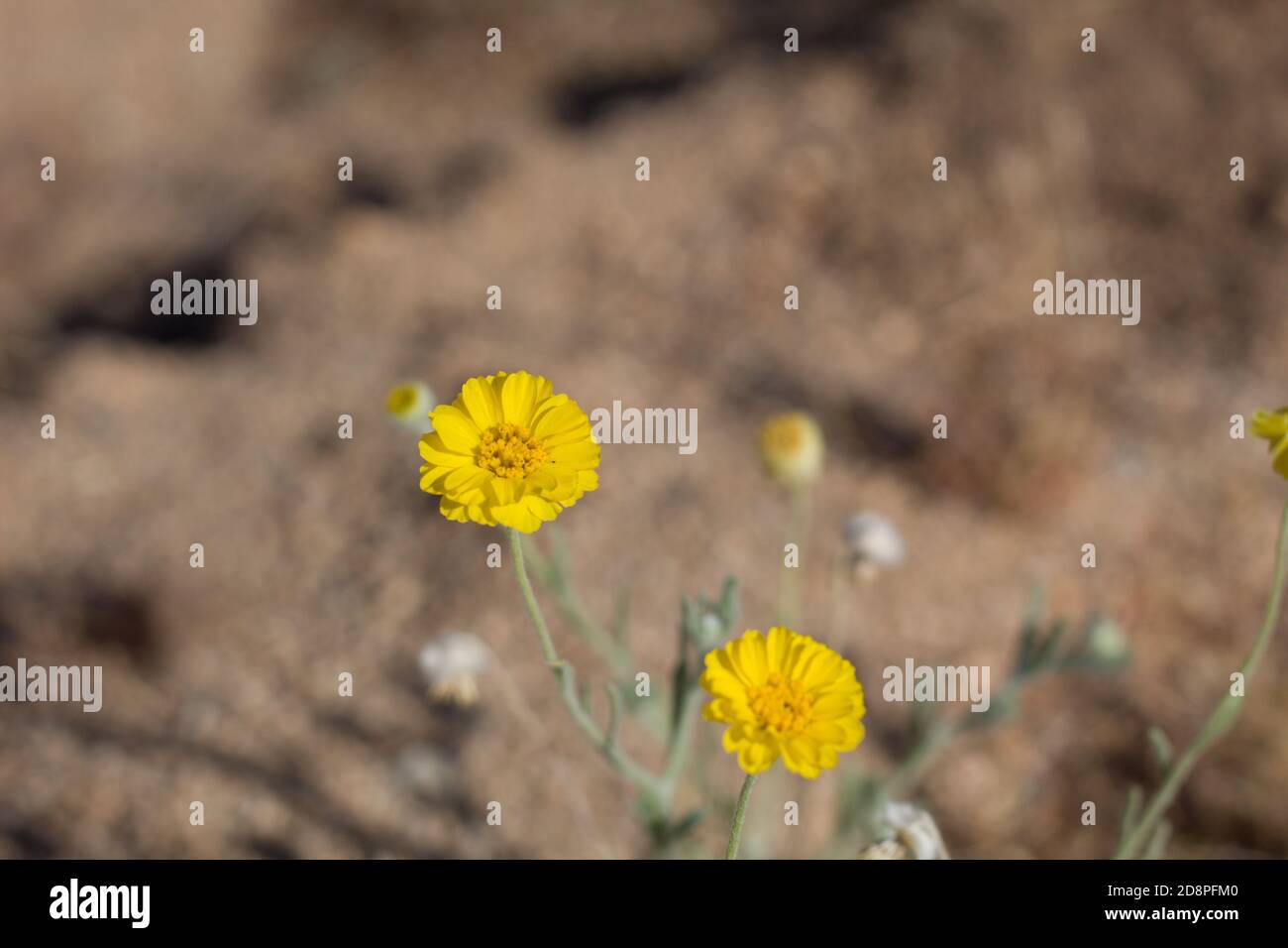 Yellow inflorescences, Leafstalk Marigold, Baileya Pleniradiata, Asteraceae, native perennial, Joshua Tree National Park, South Mojave Desert, Summer. Stock Photo