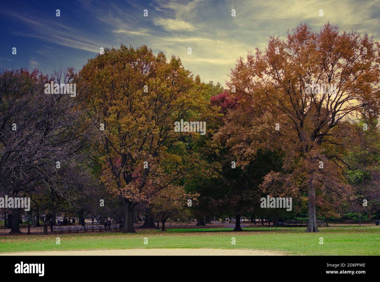 autumn colorful trees in a park on a nice afternoon day Stock Photo - Alamy
