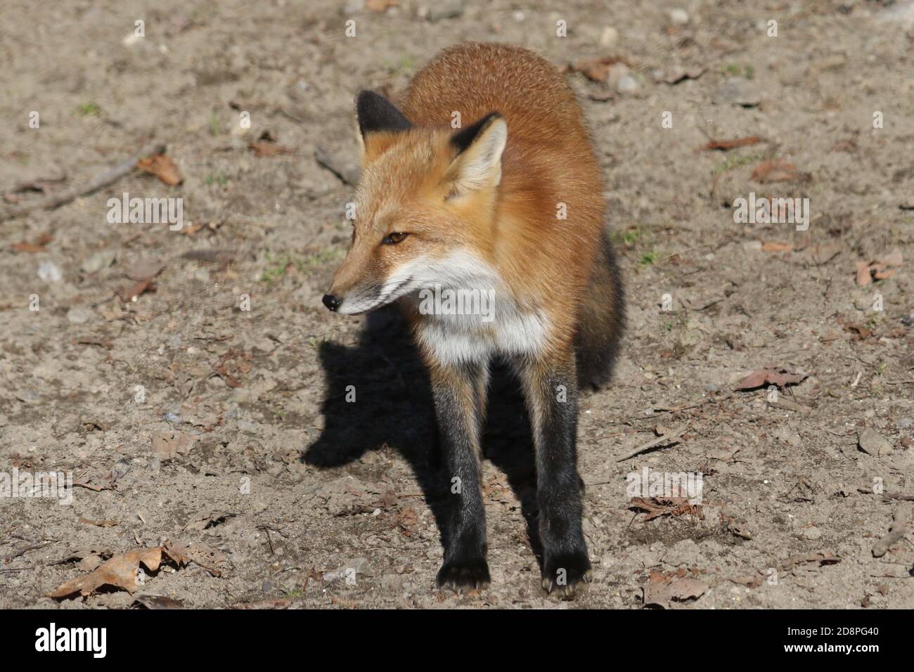 Red fox in woods Stock Photo Alamy