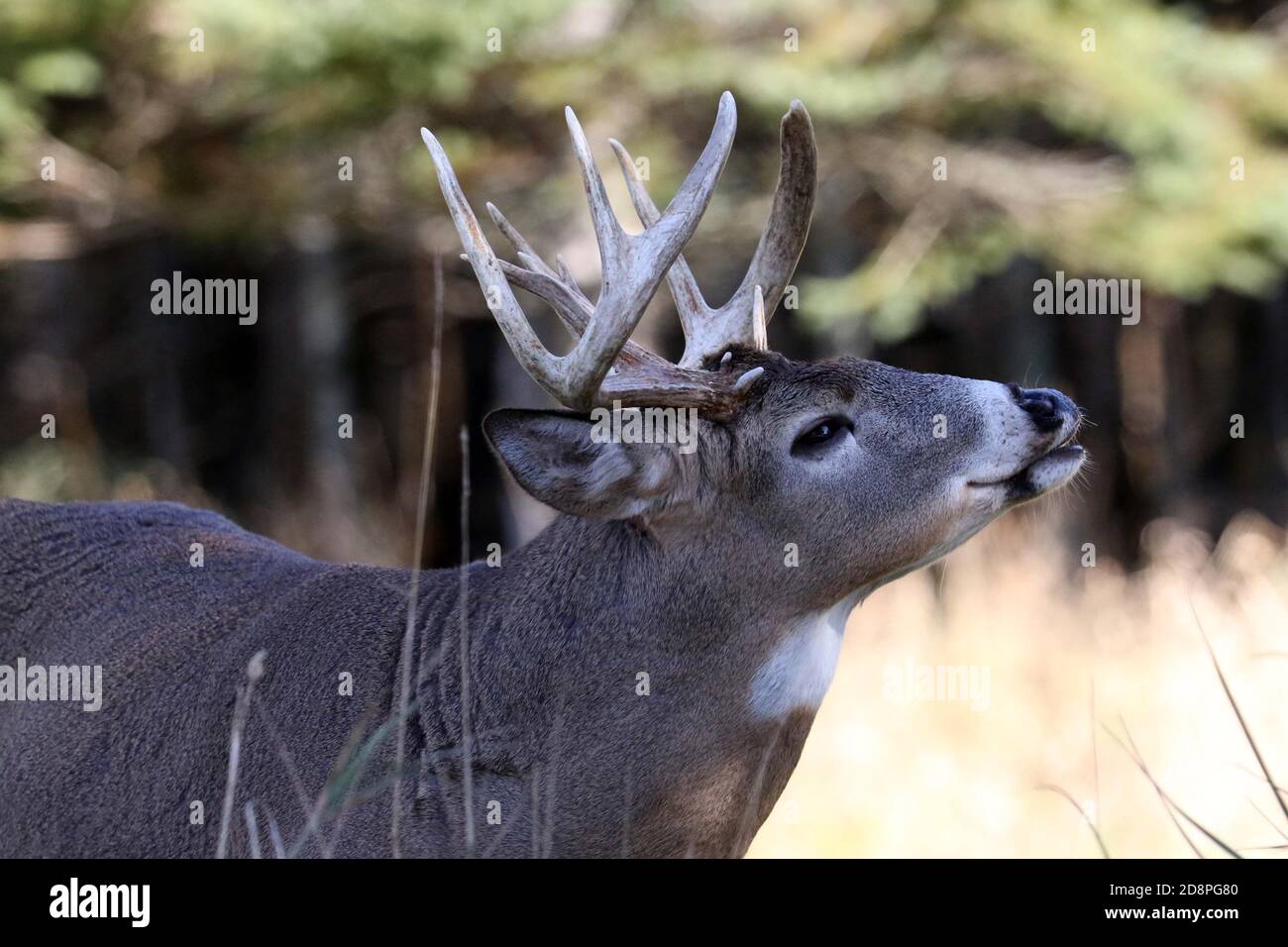 White Tailed deer, bucks or does or fawns Stock Photo