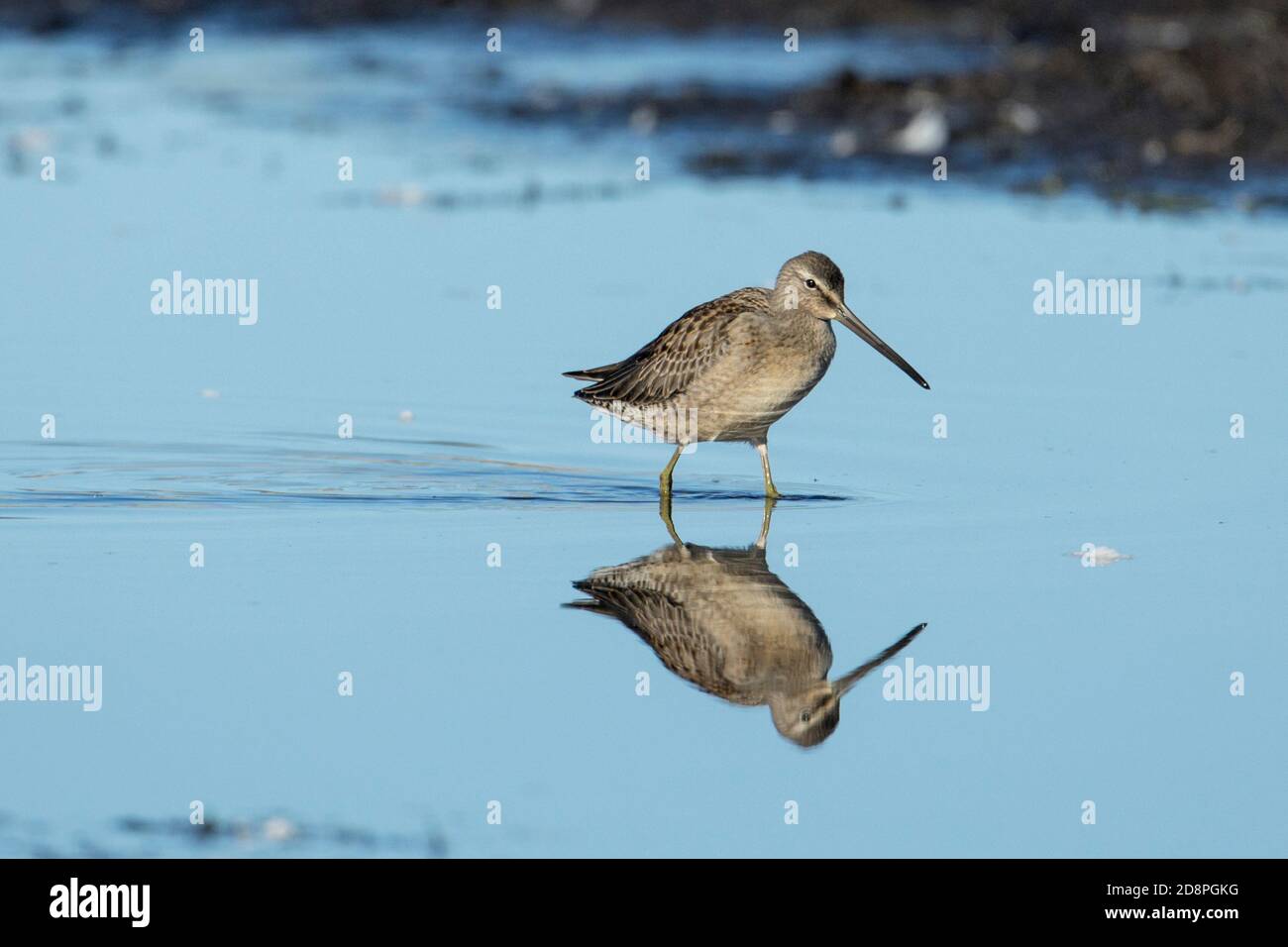 A long billed dowitcher walks in calm shallow water in eastern Washington. Stock Photo