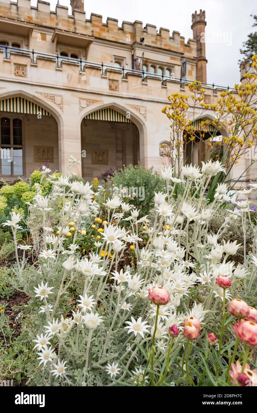 Flowering Flannel Flower plants (Actinotus helianthi) at Government House in Sydney, New South Wales, Australia Stock Photo