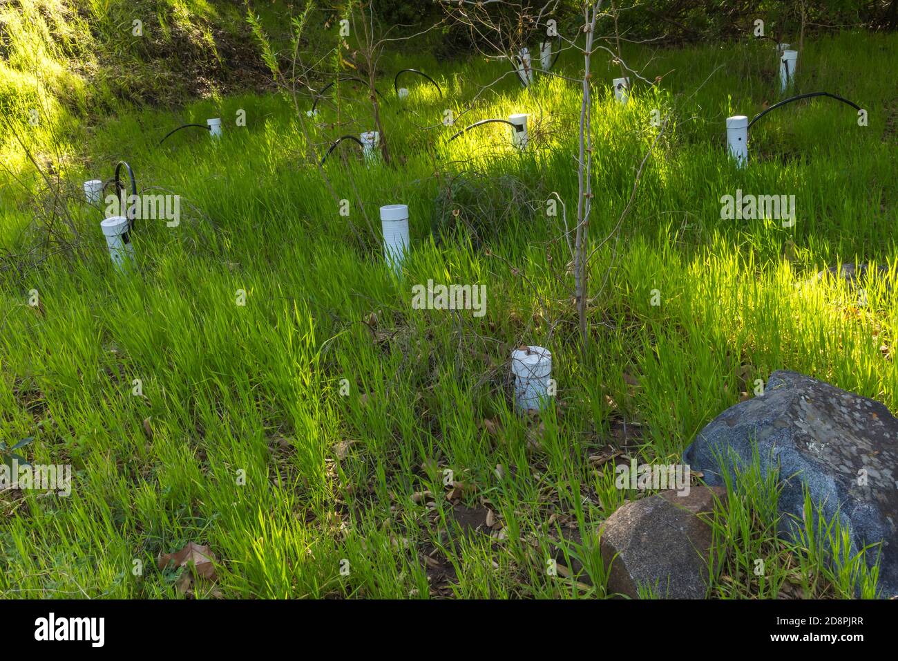 irrigation units for newly planted trees in stelzer county park, san diego ca us Stock Photo