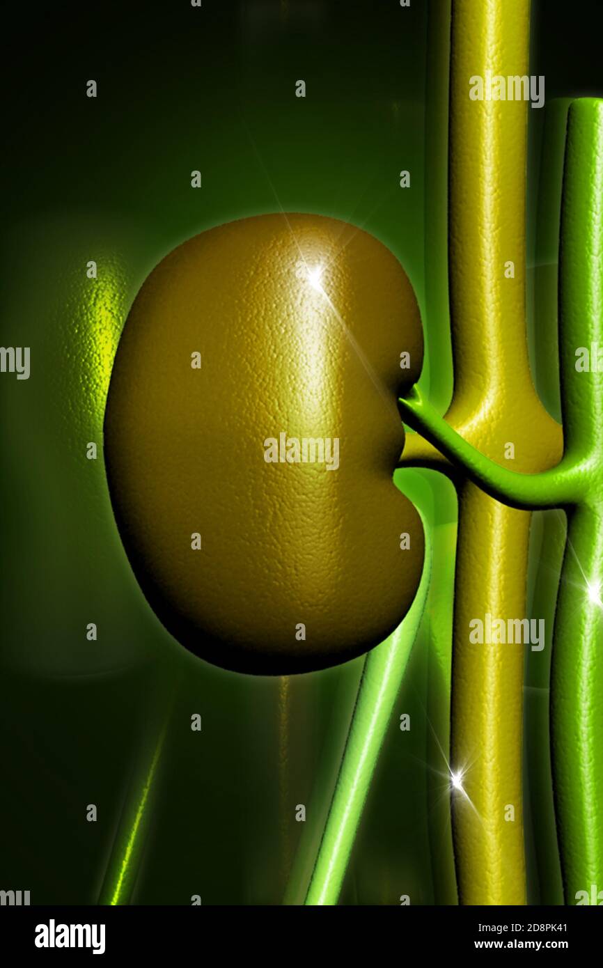 Kidney in digital design Stock Photo