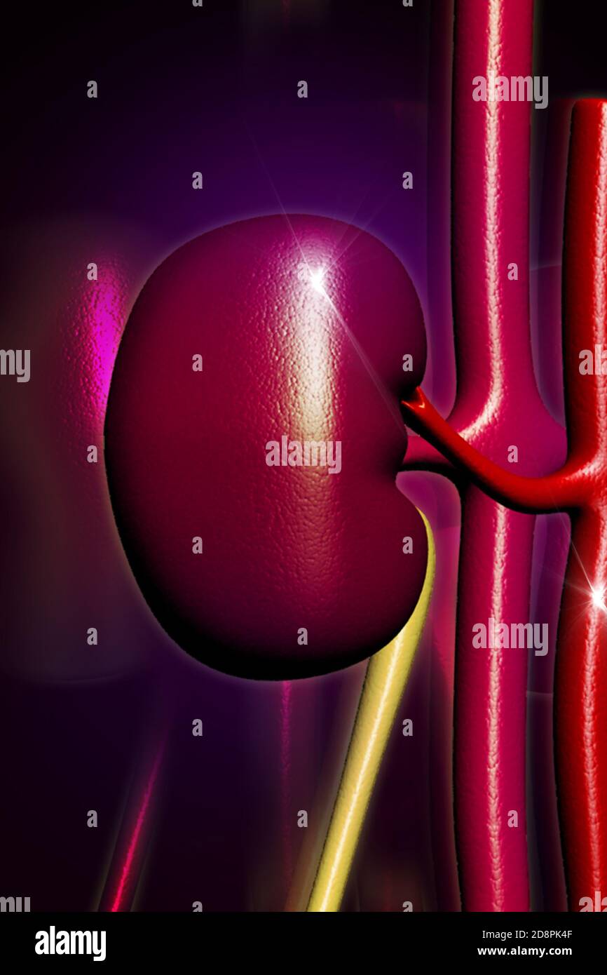 Kidney in digital design Stock Photo
