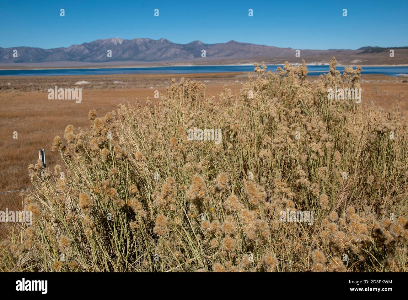 Lake Crowley is a reservoir in Mono County, California and its water is