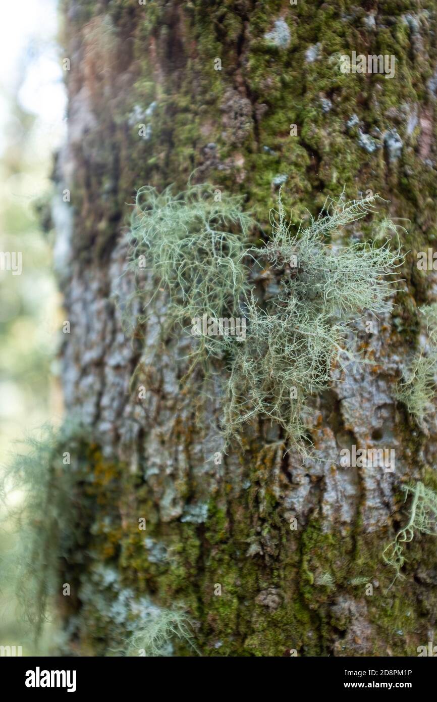 Spanish Moss, a species of Airplants also known Grandpas Beard Stock Photo