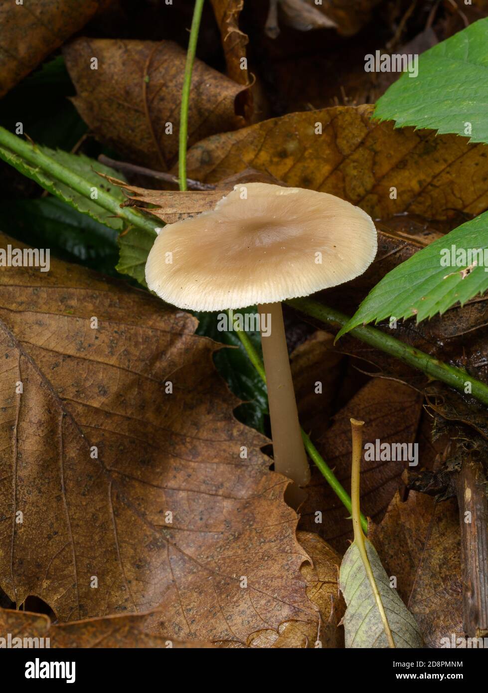 The entoloma strictius mushroom growing alone in damp, fall woodland. Stock Photo