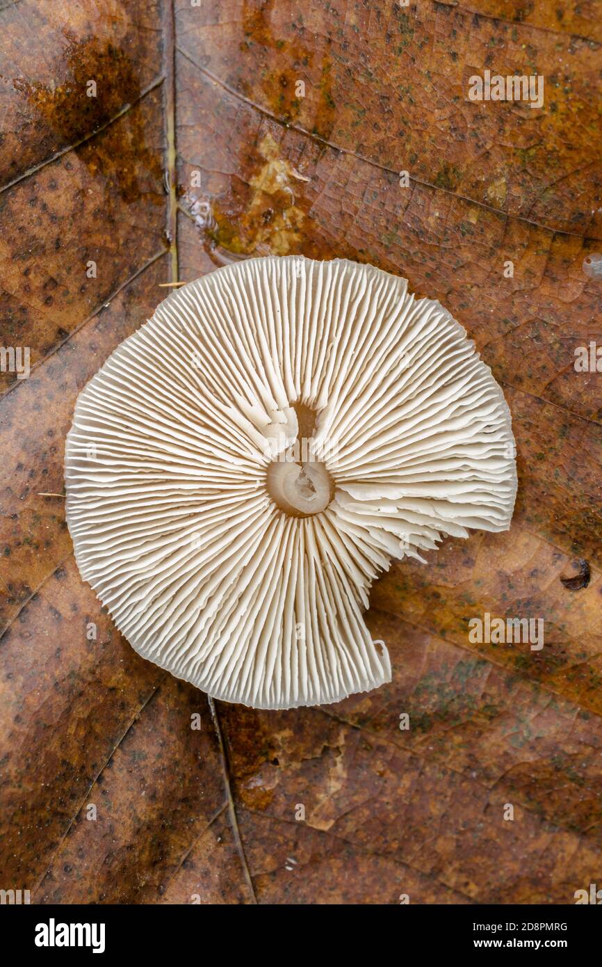 Top view of the cap of an Entoloma strictius mushroom found in damp, fall woodland. Stock Photo