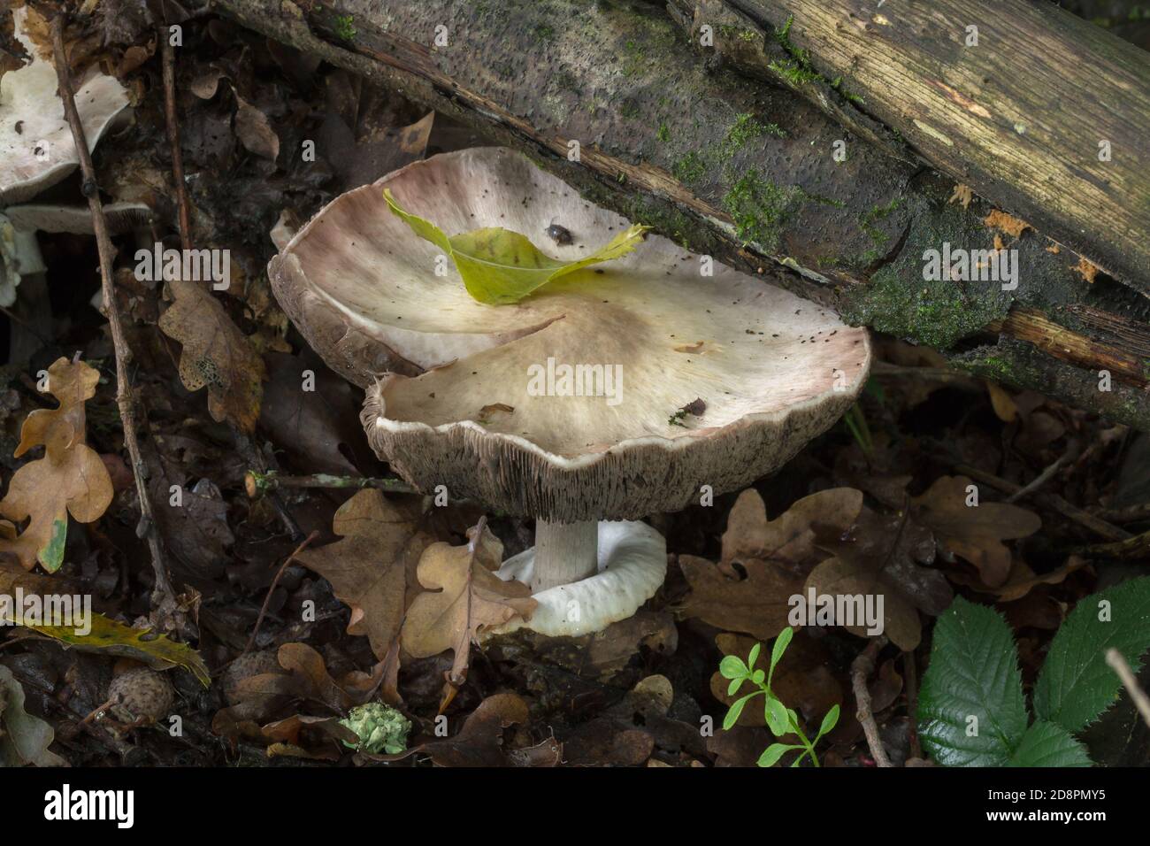 An older Agaricus placomyces mushroom found in fall woodland. Stock Photo