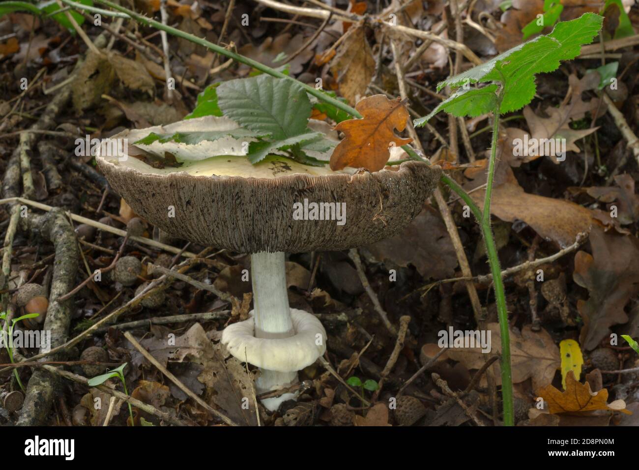 The convex cap of an older Agaricus placomyces mushroom growing in fall woodland. Stock Photo