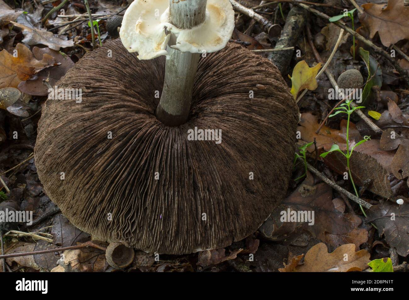 The darkened gills of an older Agaricus placomyces mushroom with the unattached stem in place. Stock Photo