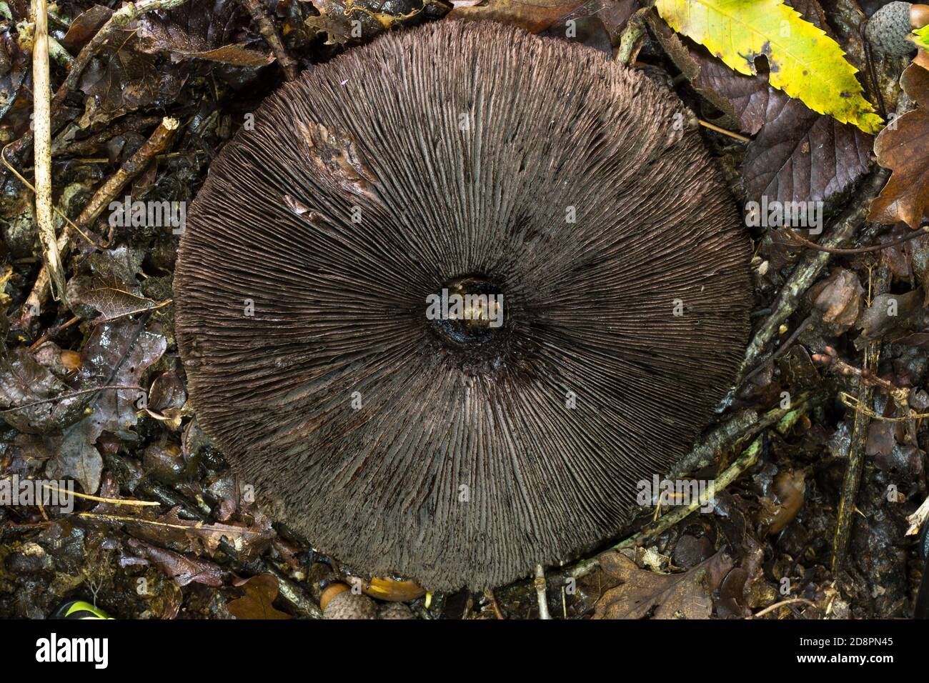 The gills of an older Agaricus placomyces mushroom with stem removed. Stock Photo