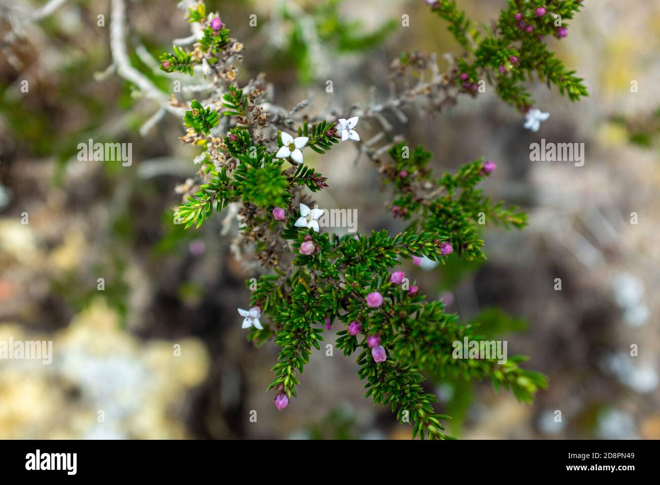 Pink Mountain Heather (Phyllodoce empetriformis) Plants Stock Photo