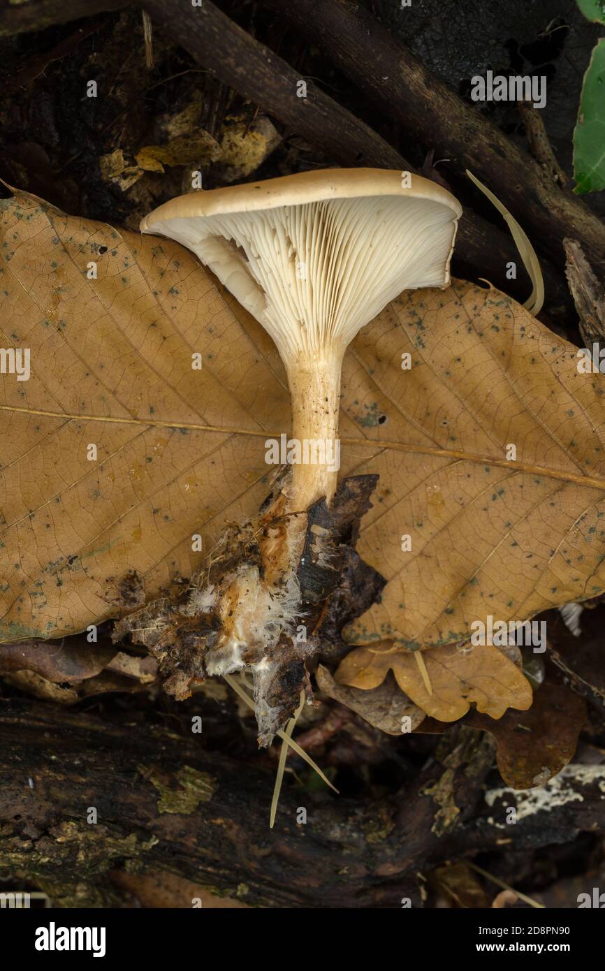 The gills, stem and Mycelial section of the funnel mushroom or agaricomycetes. Stock Photo