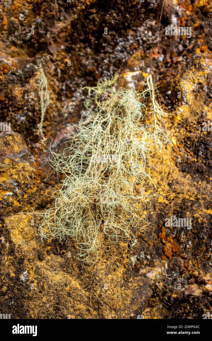 Spanish Moss, a species of Airplants also known Grandpas Beard Stock Photo