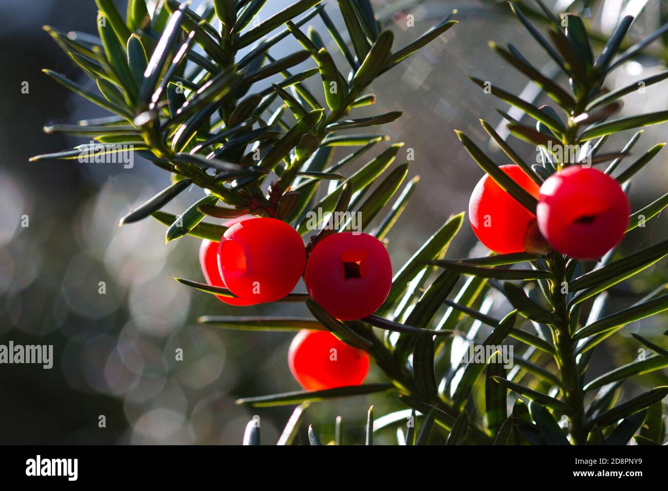 Bright red yew berries and green leaves with bokeh in background Stock Photo