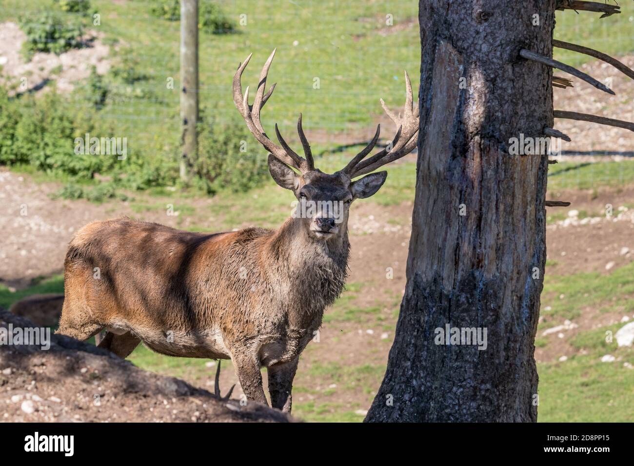 Deer stag in beautiful autumn forest in Jura, France Stock Photo