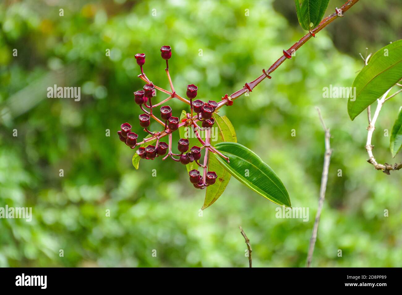 Meriana Flower (Meriania Nobilis) in the Protected Natural Area Stock Photo