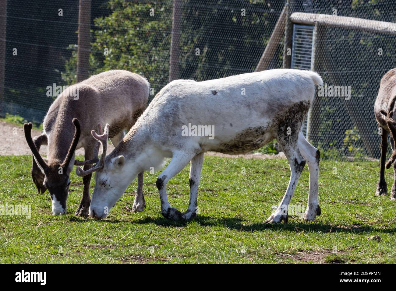 Reindeer eating grass Stock Photo