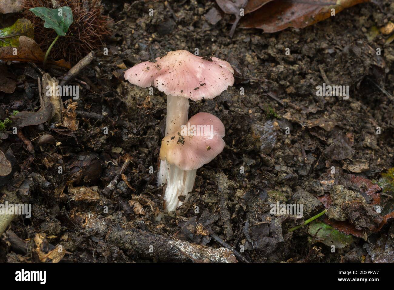 Possibly a young 'sickner' or Russula emetica mushroom. Stock Photo
